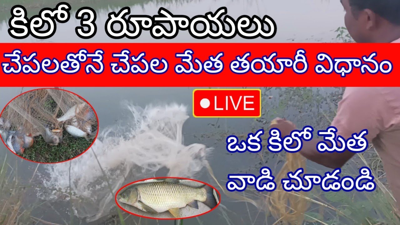 కిలో Rs 3/- చేపలతోనే చేపల మేత తయారీ విధానం Rs 3/- per kg Method of making fish feed with fish itself