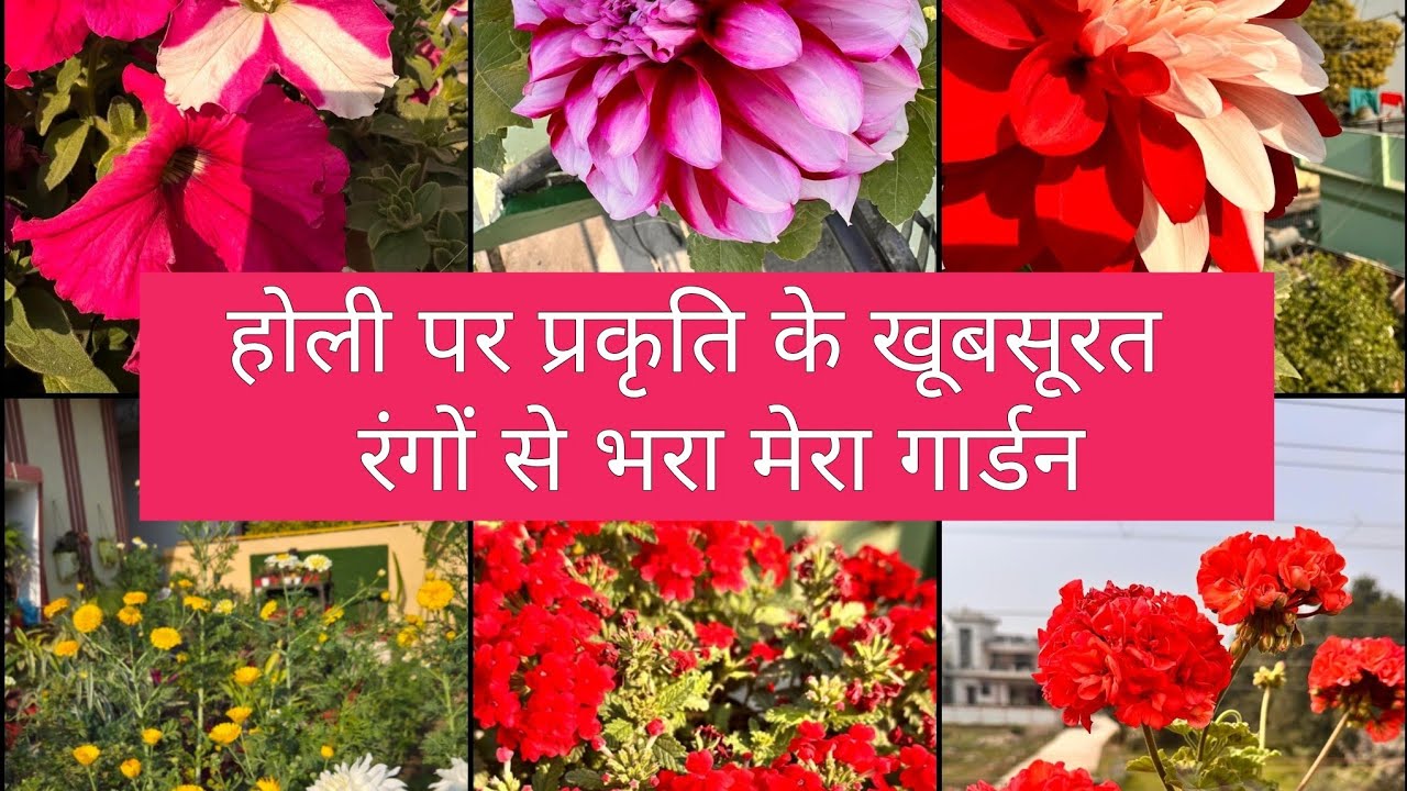 होली पर देखिये प्रकृति के खूबसूरत रंगों से भरा गार्डन/Beautiful  flowers  blooming 