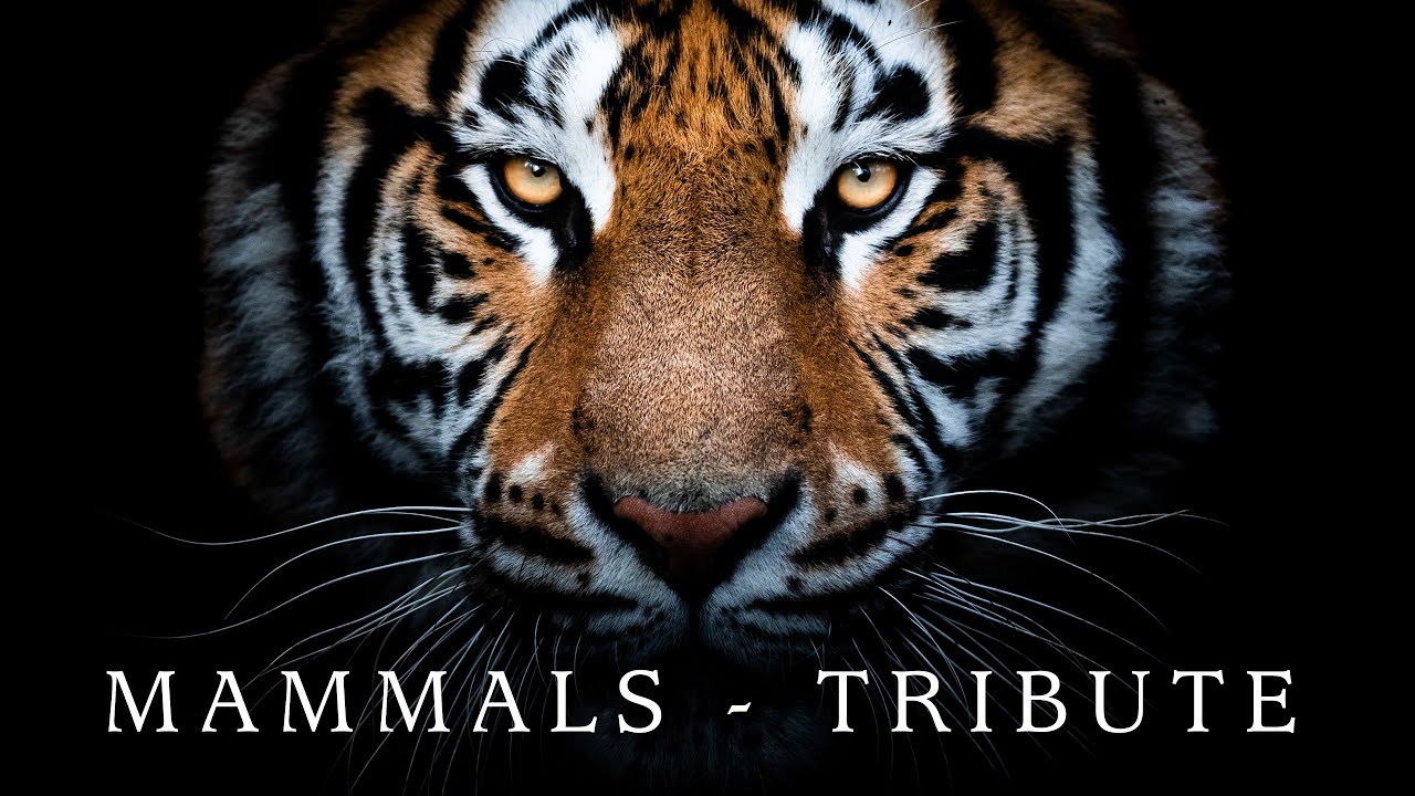 Mammals | Wildlife Tribute (BBC Earth edit)