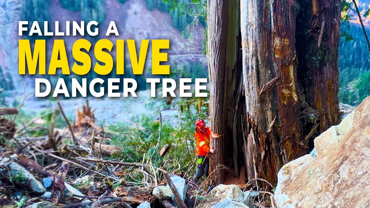 8. Huge Danger Tree Hits the Road