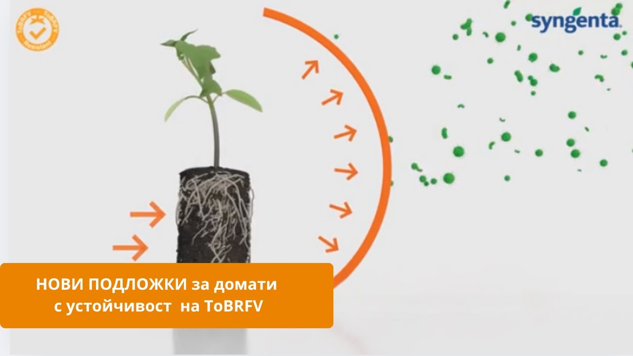 Защо е важно да използваме Подложки за Домати с устойчивост на ТоBRFV.