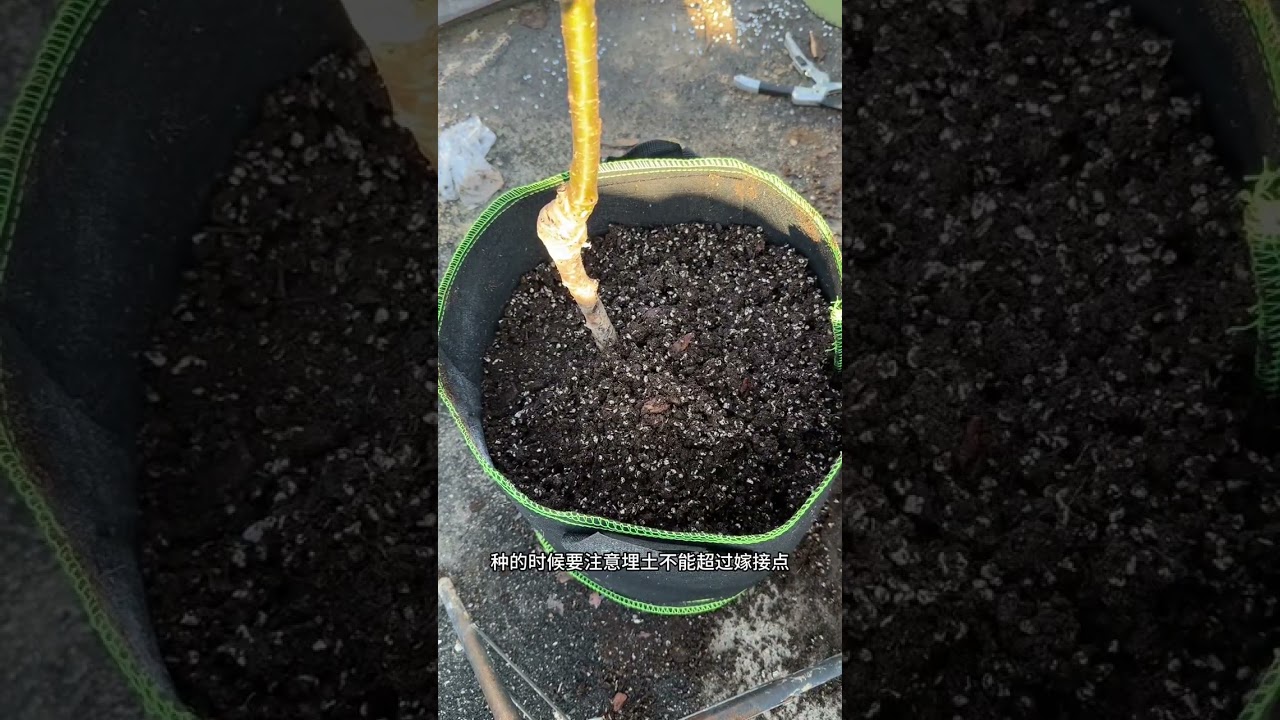 The entire process of cherry cultivation from planting to harvest took more than a