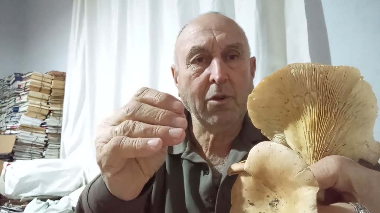 Geyik Mantarı Zamanı 