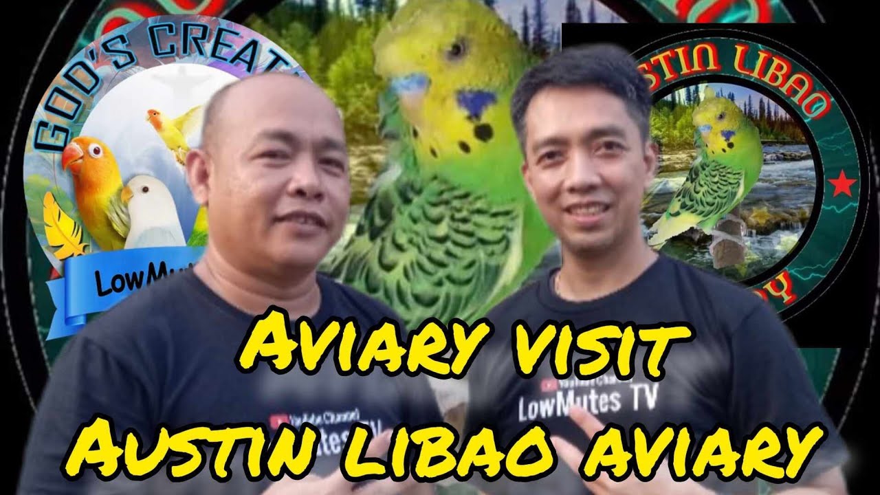 Aviary Visit With AUSTIN LIBAO AVIARY from Las Pinas / HAGOROMO BREEDER na napaka SOLID