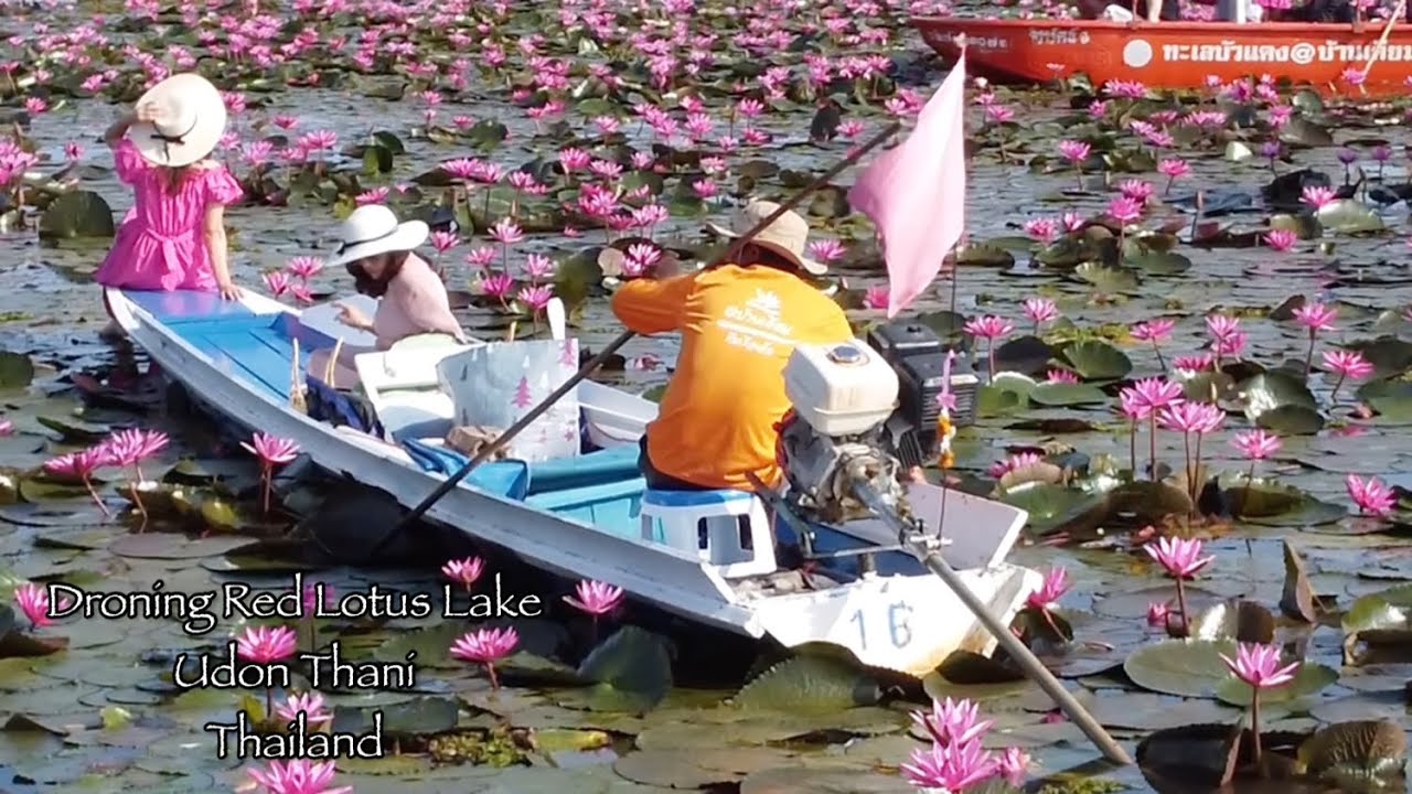 Red Lotus Lake   Udon Thani, Thailand