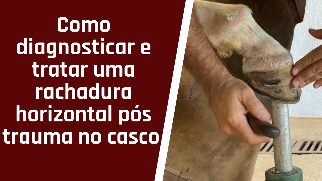 Como diagnosticar e tratar uma rachadura horizontal pós trauma no casco