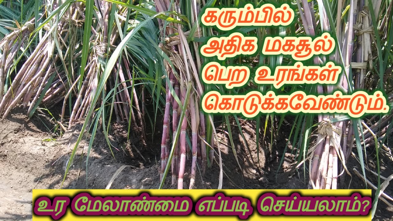 கரும்பு அதிக மகசூல் தர என்ன உரங்கள் கொடுக்க வேண்டும் | in Tamil |