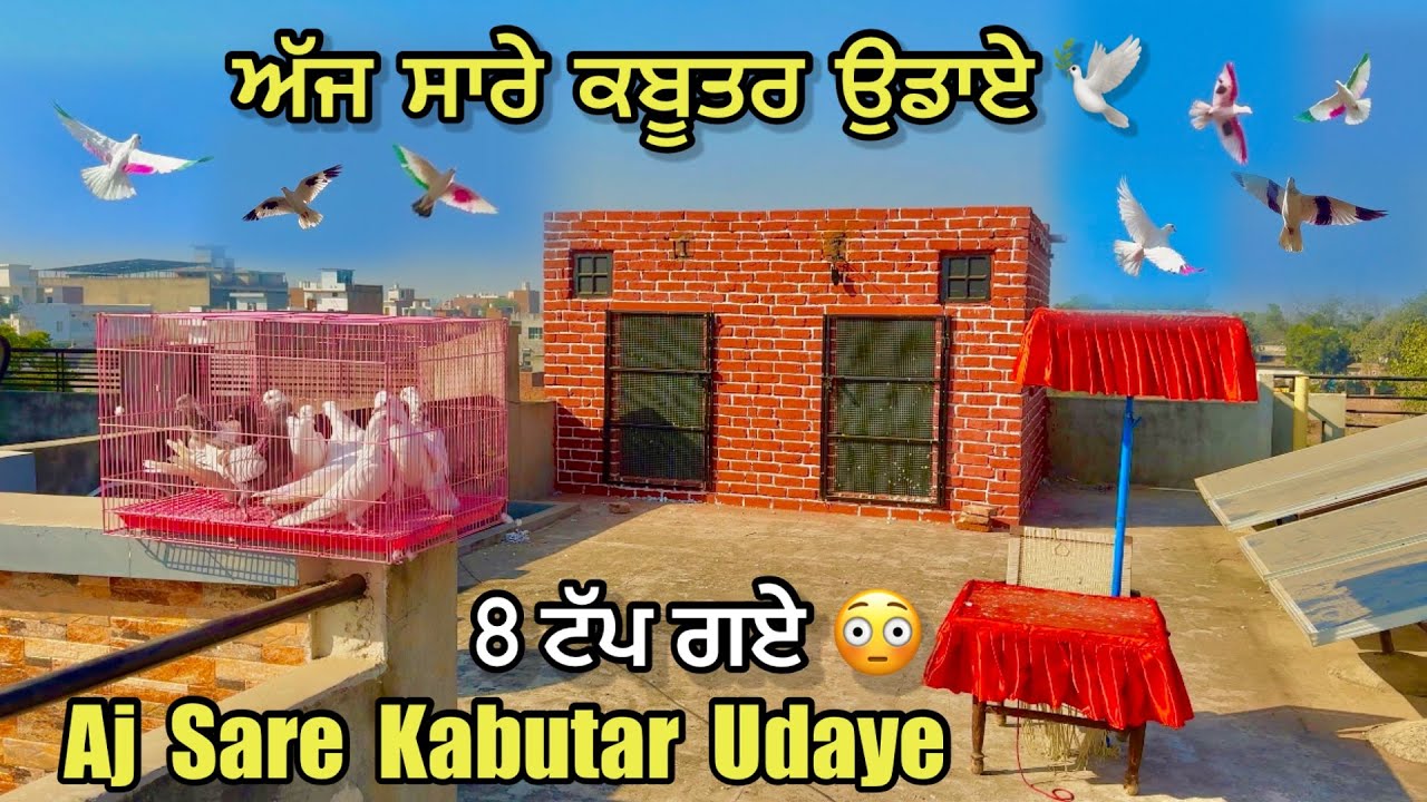 ਅੱਜ 22 ਕਬੂਤਰ ਉਡਾਏ ਮਿੱਤਰੋ 🕊️|| 8 ਕਬੂਤਰ ਟੱਪ ਗਏ 😳|| Aj Sare Kabootar Udaye || #kabootar