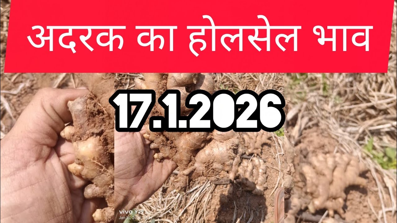 17 January 2026 अदरक का होलसेल भाव, Ginger price today,adrak bajar bhav