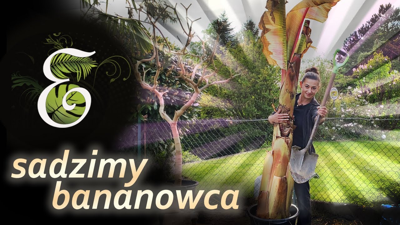 Sekret ogromnych bananowców  Gdzie, jak i w czym posadzić bananowce  Egzotycznie.