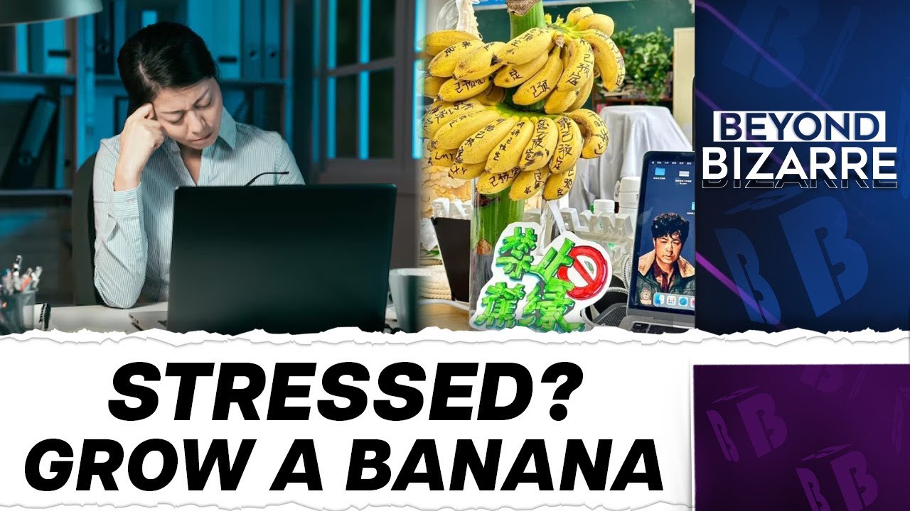 Chinese Employees Are Now Growing Bananas On Their Desks, Here’s Why | Beyond Bizarre