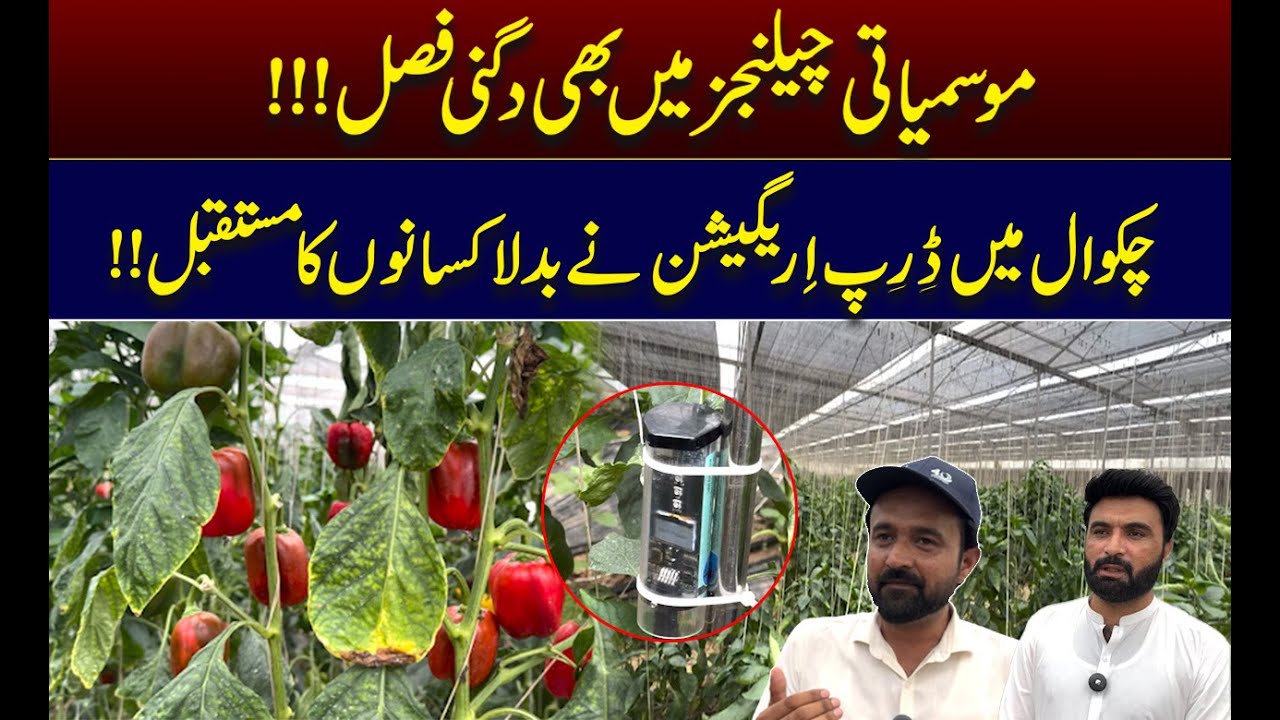 Smart Farming in Pakistan: Drip Irrigation Boosts Crop Yield with Less Water | WE NEWS