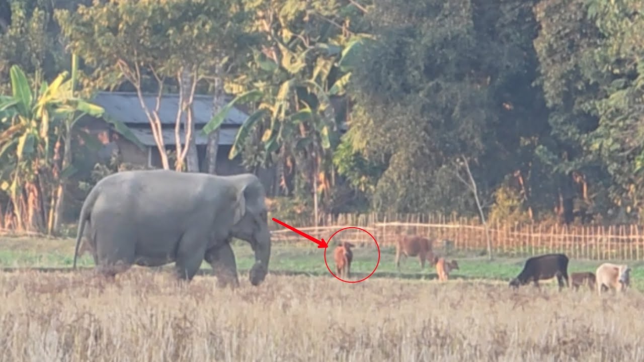 Notice The Cow Screaming in Fear When She Sees The Wild Elephant!!