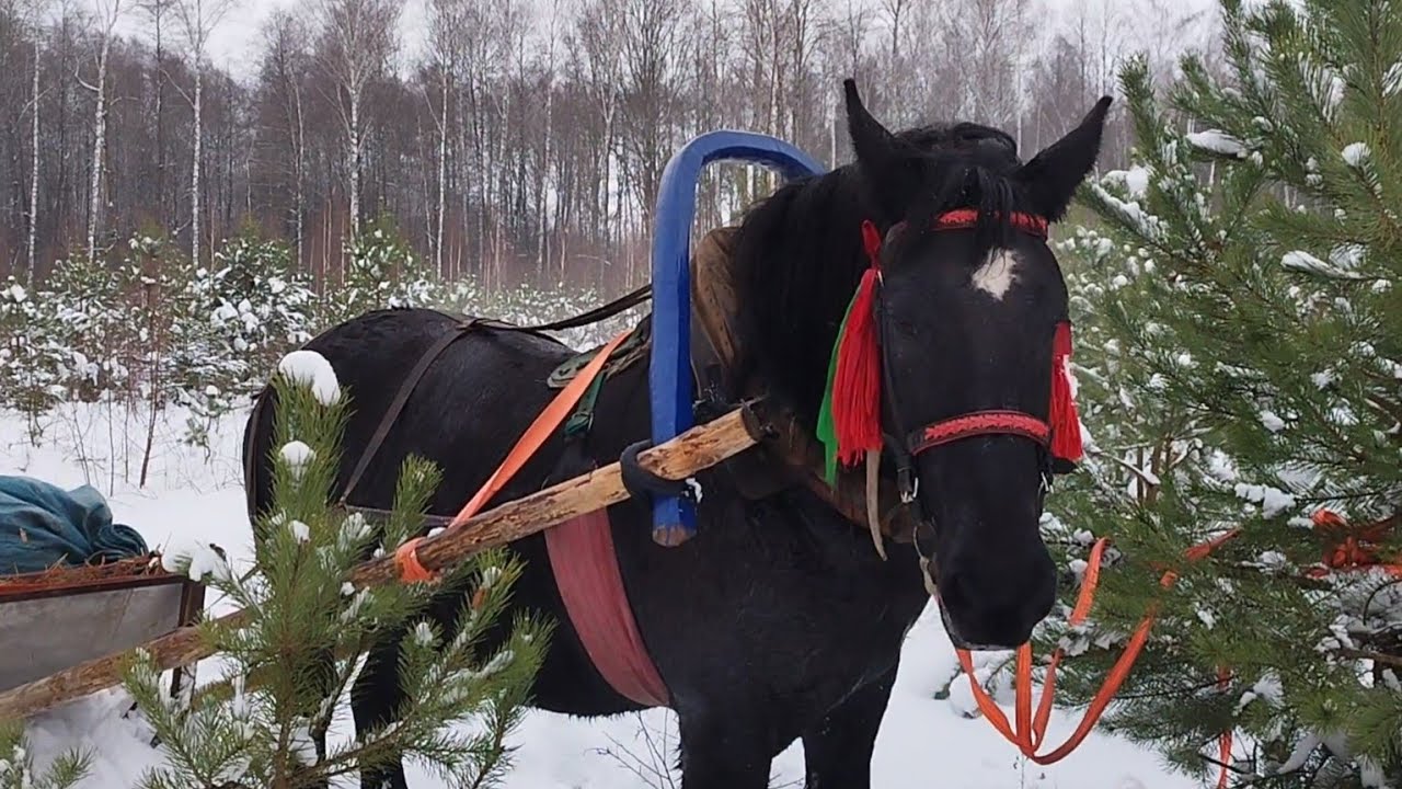 ЛОШАДИ🐎НА АЗЕ В САНЯХ НА ОХОТУ🦮КРАСОТА, АЖ ДУХ ЗАХВАТЫВАЕТ❄️