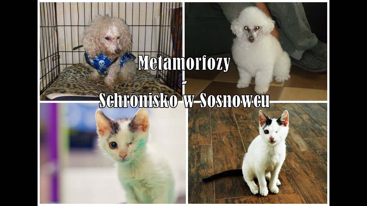 Metamorfozy zwierzaków adoptowanych z sosnowieckiego schroniska cz. 1