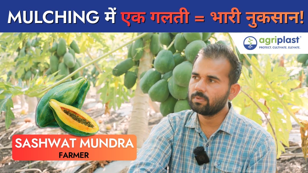 ₹2,500 vs ₹2,000 Mulch: The REAL Cost Difference Will Surprise You