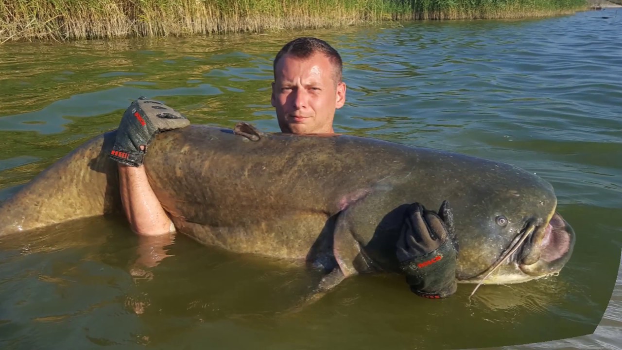Plasztik Catfish Team  (Wels Hungary)