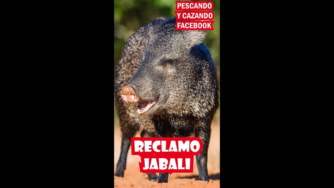 SONIDO JABALI  RECLAMO  javelina calling