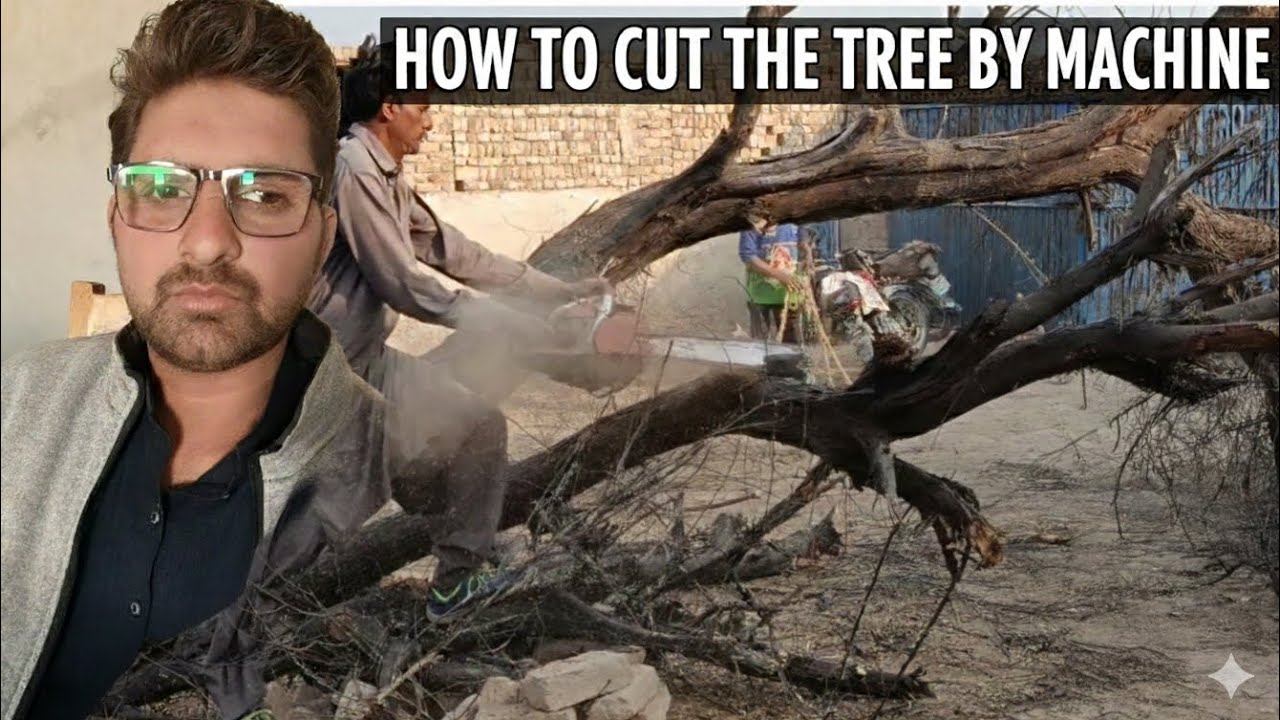 How To Cut The Tree By Machine 🌳Peter Waly Aary Sy Darakhat Kesy Katain🌳 #tree #cuttingtrees #aari