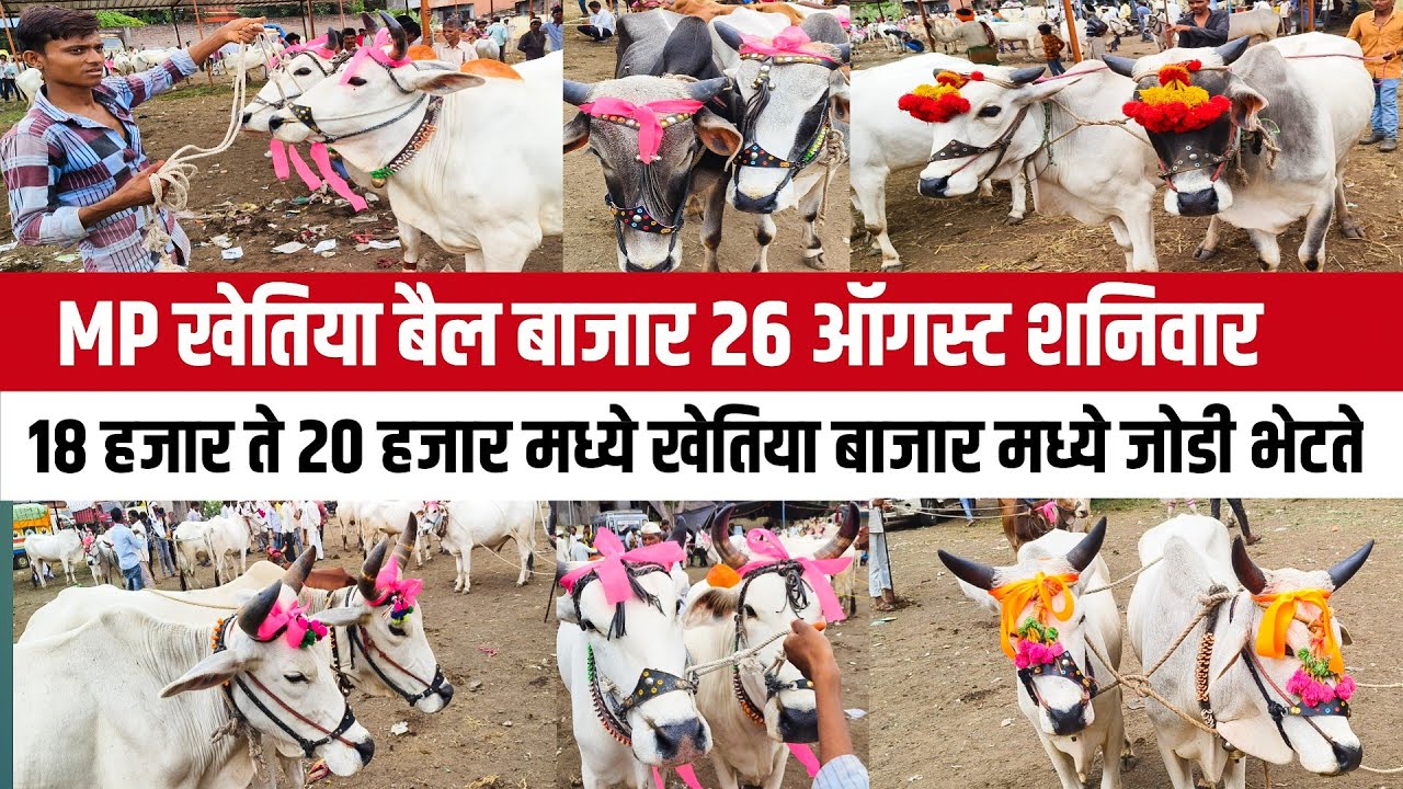 MP खेतिया बैल बाजार 20 हजार पासून बैल जोडी भेटते खेतिया मध्ये मध्यप्रदेश स्वस्थ बैल बाजार