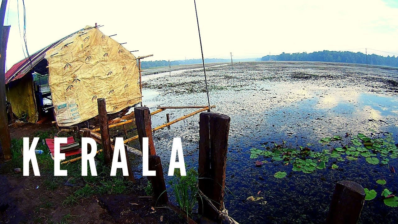 Walking in a beautiful village through a Paddy field in Kerala I Gods own country I