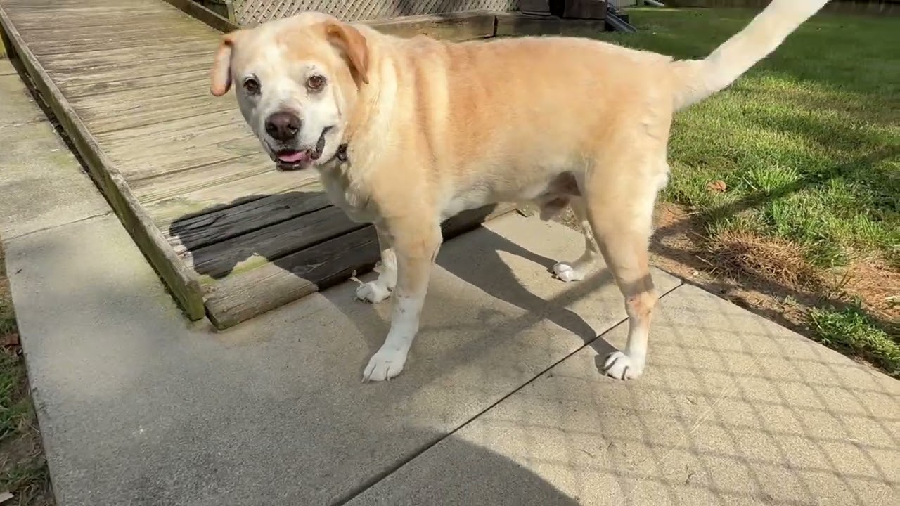 Senior dog enjoying the sunshine. #seniordog #adoptdontshop  #pets #video #cuteanimals #dog
