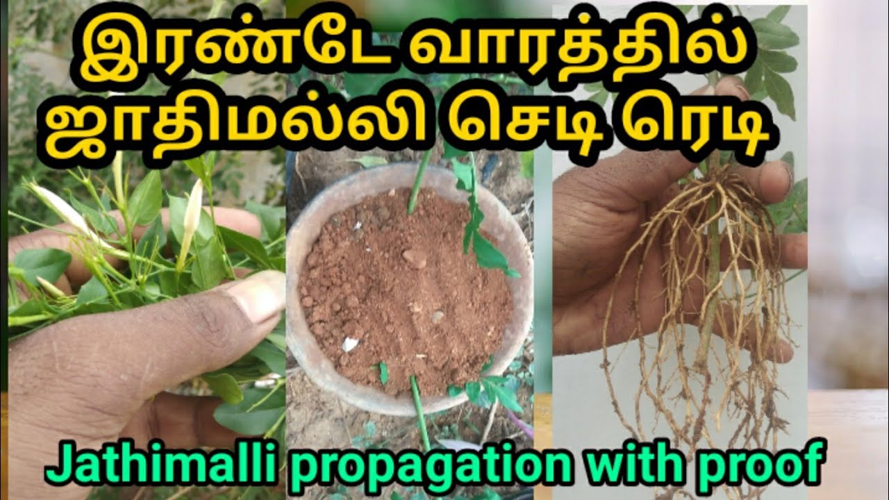 இரண்டே வாரத்தில் ஜாதிமல்லி செடி ரெடி /Jathimalli propagation techniques