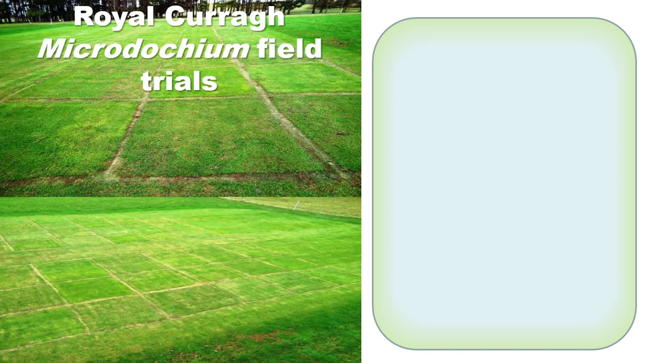 The Role of Phosphite in Turfgrass Management