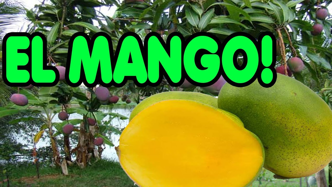 Todo sobre el mango | Características, morfología y beneficios
