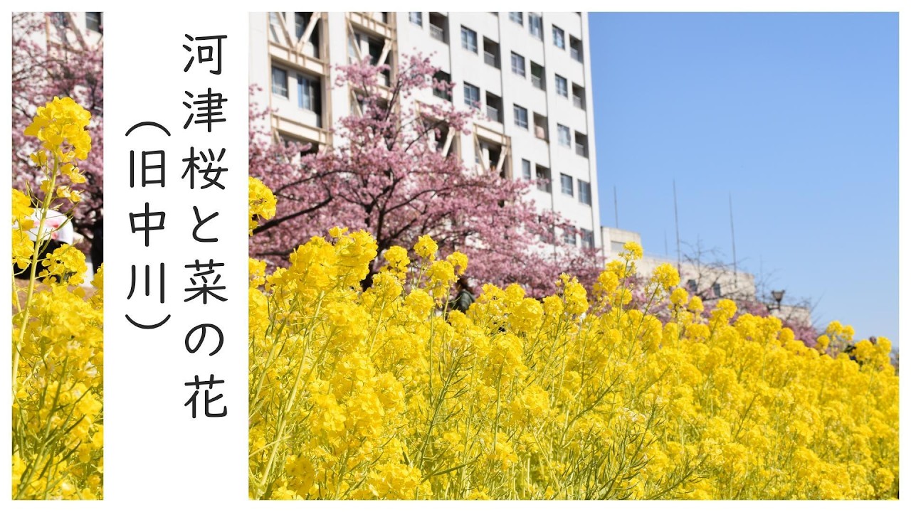 河津桜と菜の花が満開【旧中川】とスカイツリー