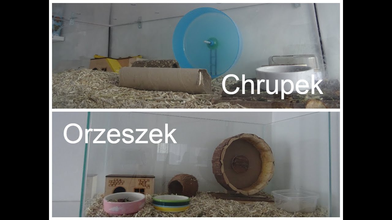 Sprzątanie akwariów moich chomików🐹🐹