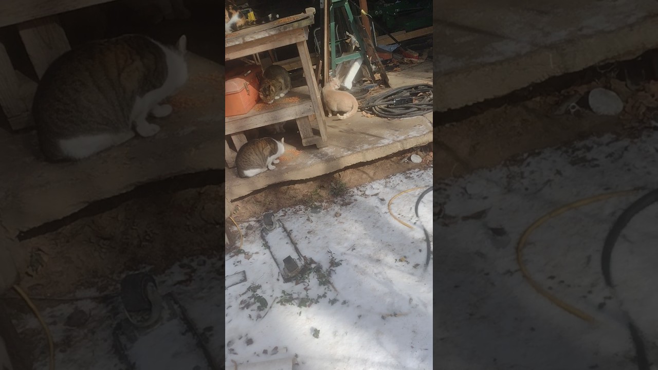 Я всё равно упала! #кошачийстрана #дикиекошки #кошки