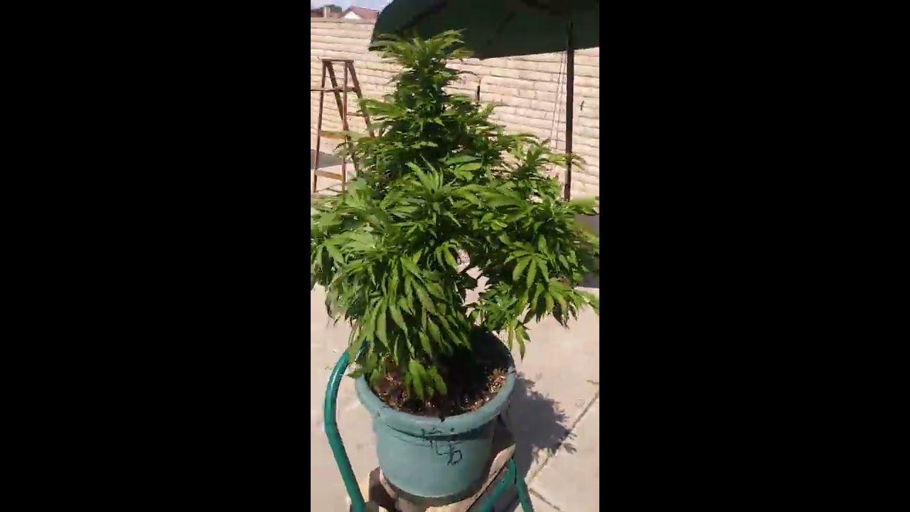 2018 outdoor weed grow update