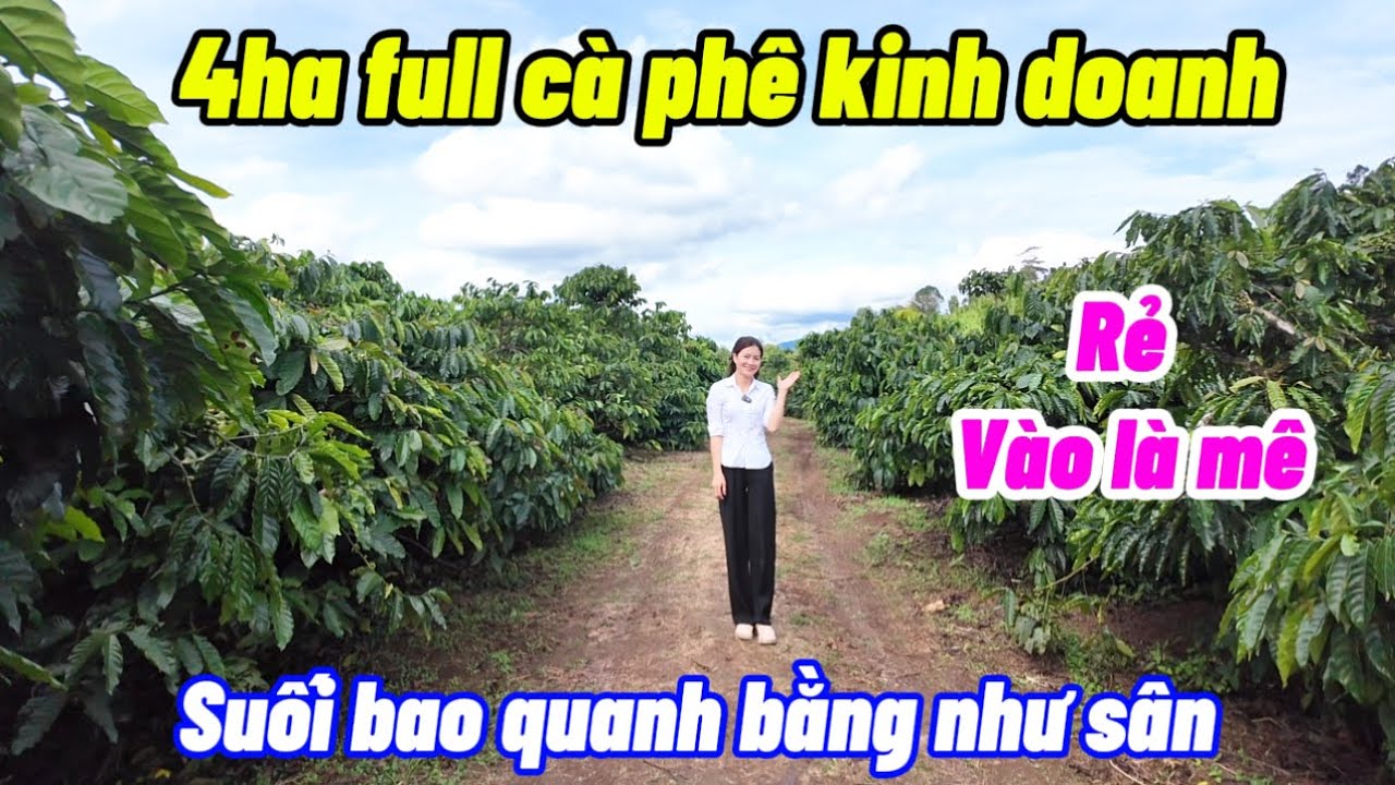 Cà phê lên giá đến lúc thu chủ ngậm ngùi phải bán mảnh vườn tâm huyết.Suối bao quanh.nguồn thu mạnh