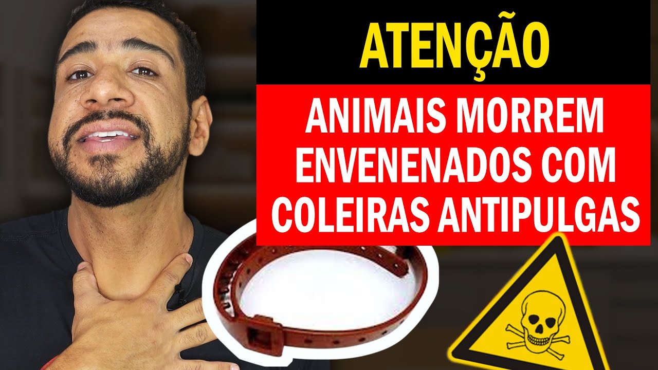 COMO USAR COLEIRA ANTIPULGAS E CARRAPATOS CORRETAMENTE | Respondendo Inscritos - Veterinário Alex