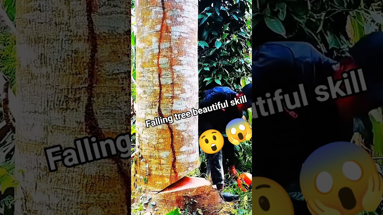 Falling tree beautiful skill!#fall #trees #woodworking #stihl #shorts #shortsfeed #husqvarna