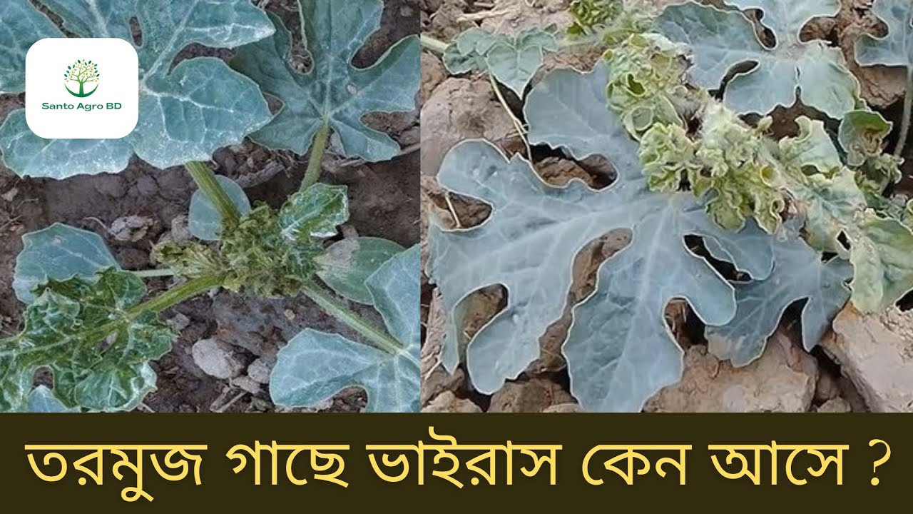 তরমুজ গাছ হলুদ হওয়ার কারন | তরমুজ গাছের ভাইরাস কেন আসে |Watermelon Farming in Bangladesh।Agriculture
