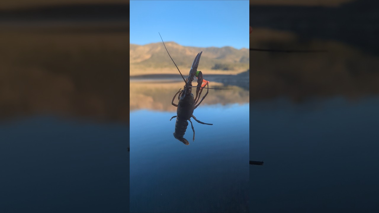 Do Crawdads Eat Mice Tails?? 👀👀👀