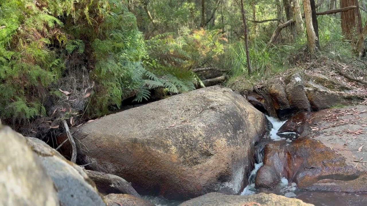 60 Second Nature Therapy Session 🌿