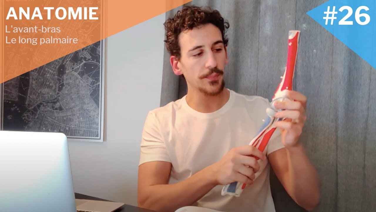 Myologie #26 : Le long palmaire