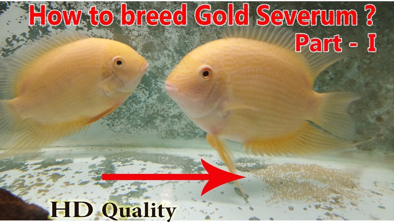 How to breed Gold Severum ?Part-1 (Guarding Eggs) HD