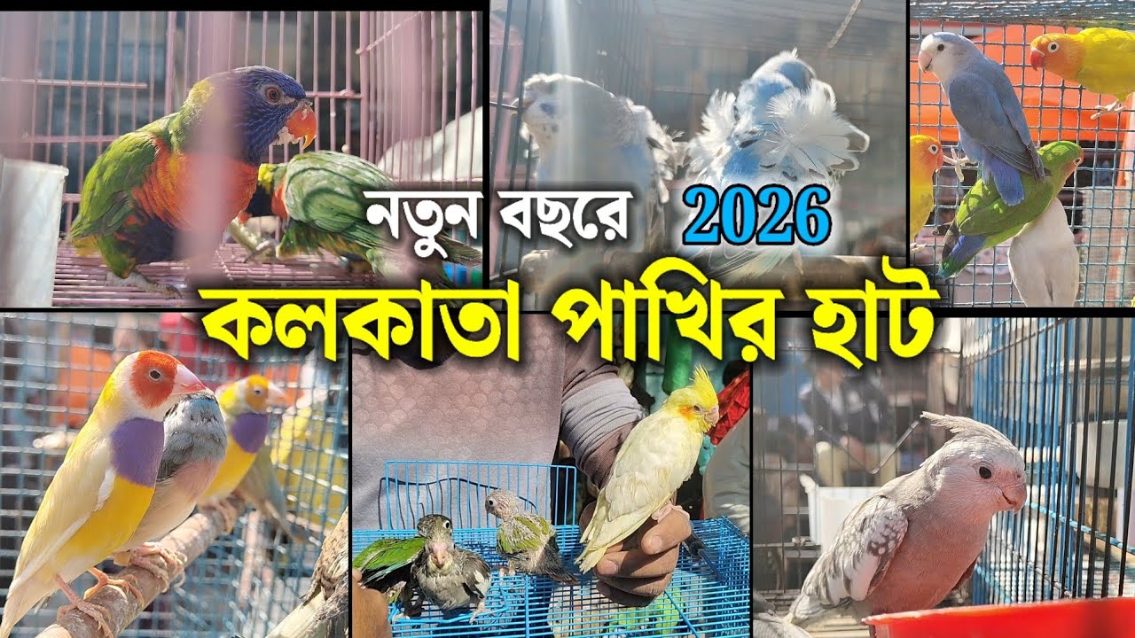 নতুন বছরে পাখির Update | Kolkata Bird Market | Exotic Bird Price | Gallif Street | 11/1/2026