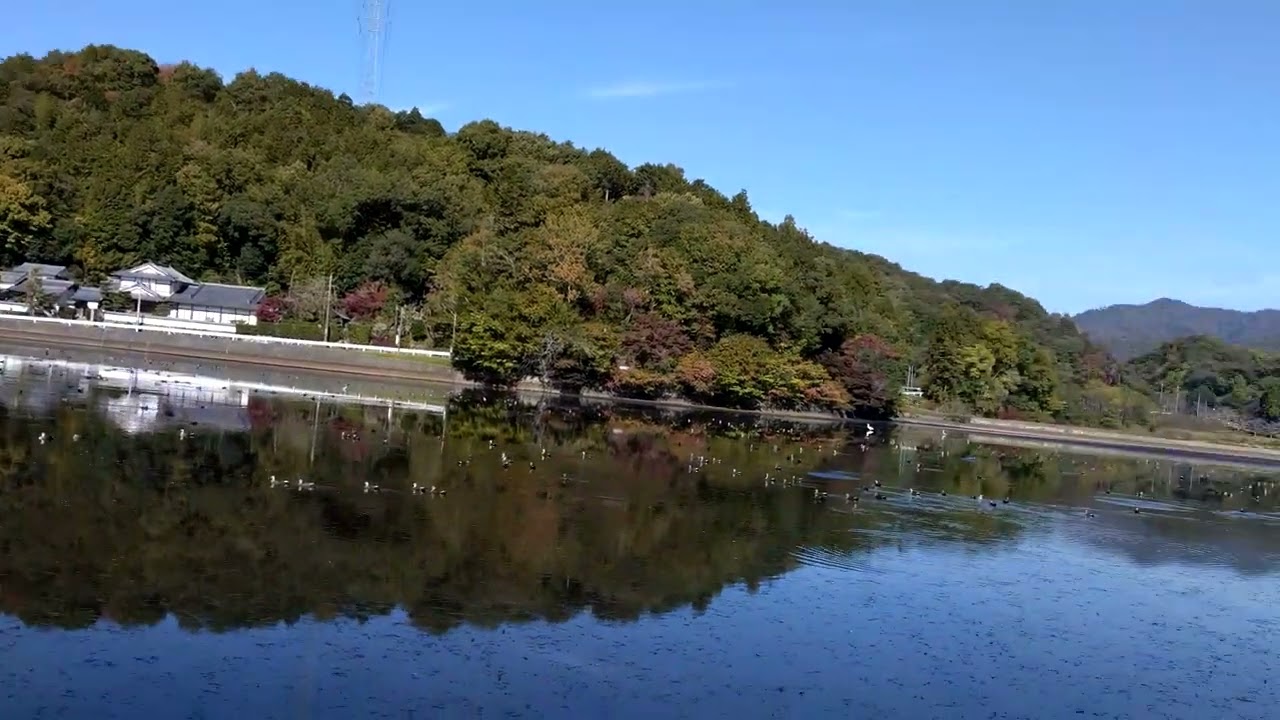 251115京都府のとある池のカモの大群