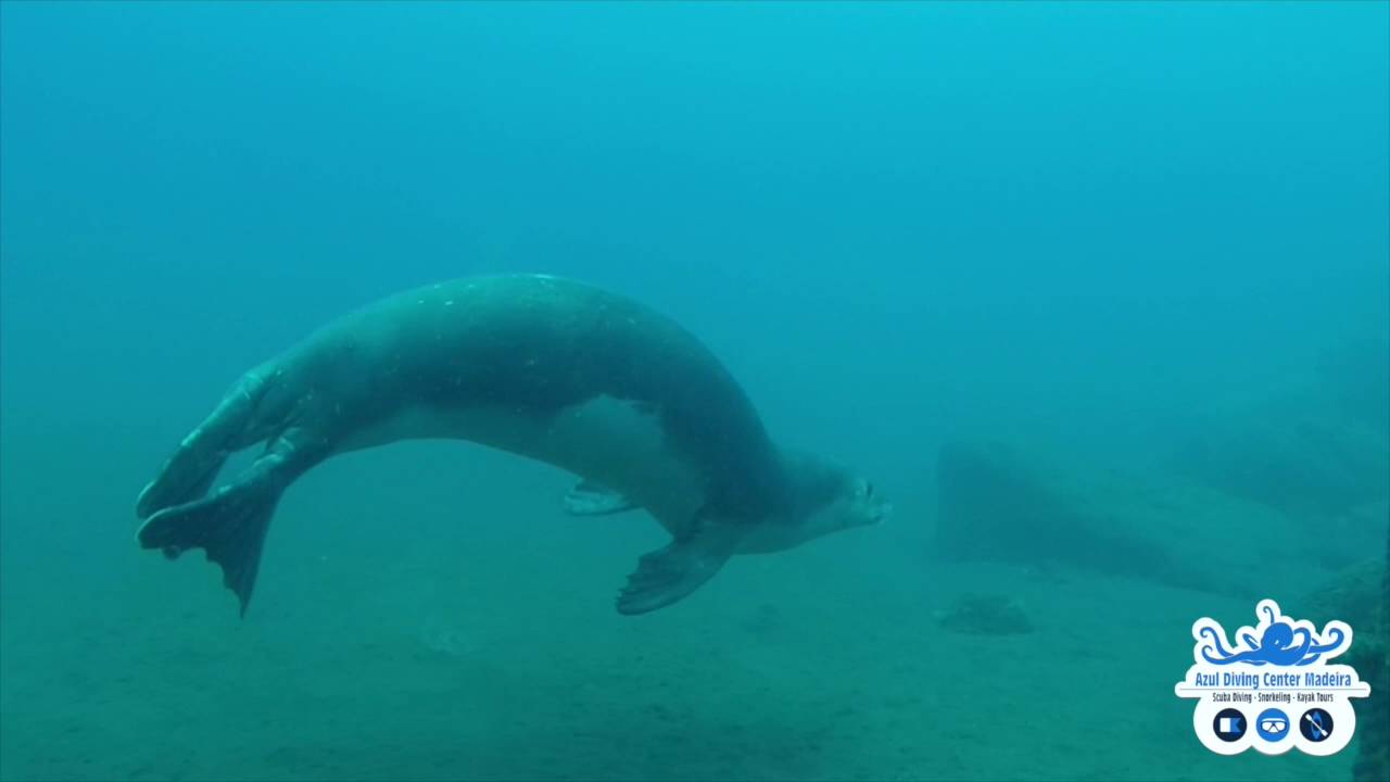 Amazing Scuba Diving and snorkeling in Madeira.