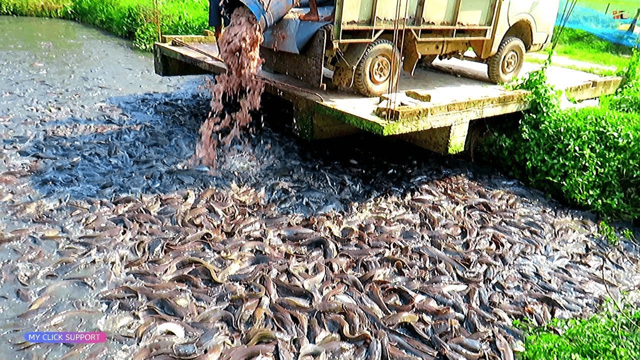REAKSI LELE LIAR SETELAH DI BERI PAKAN INI&hellip; Wild Catfish Reaction after in giving this Feed