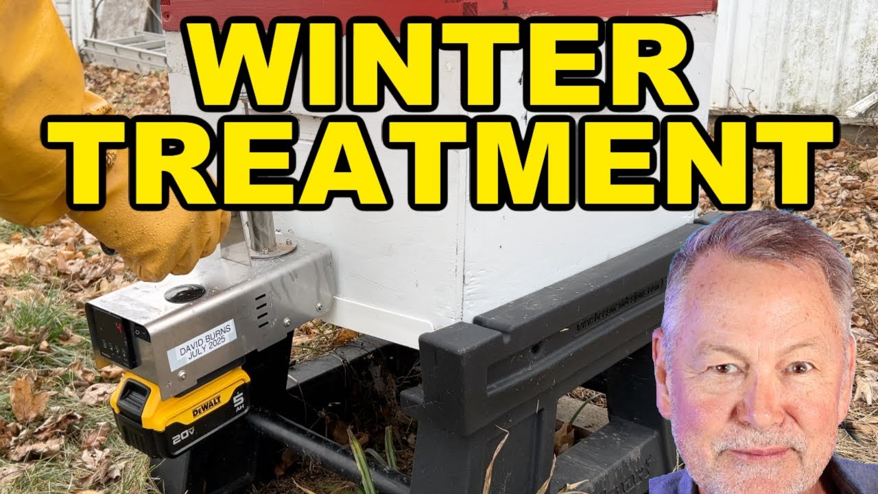 Beekeeping: How To Treat Bees in Winter Without Opening the Hive