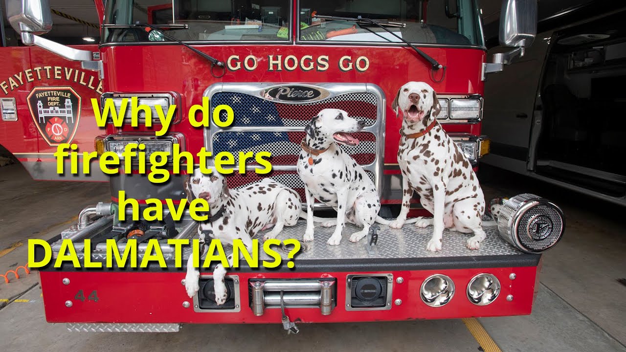 Why do firefighters have Dalmatians?