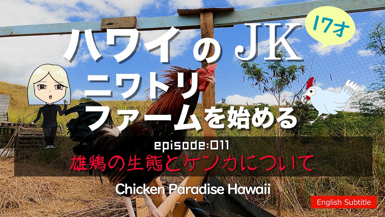 雄鶏の生態について EP011 #4K #ニワトリ #チキンパラダイスハワイ ハワイのJKニワトリファームを始める！
