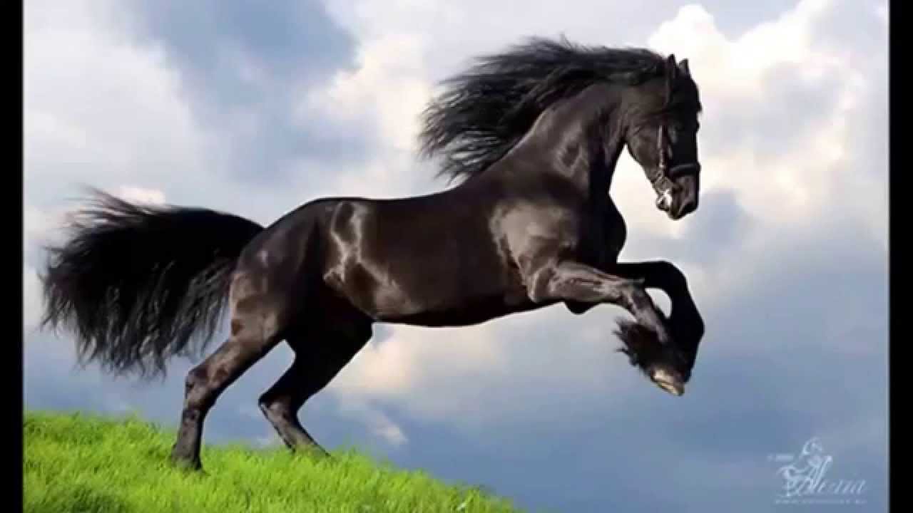 شيلة الدواسر محزم العز