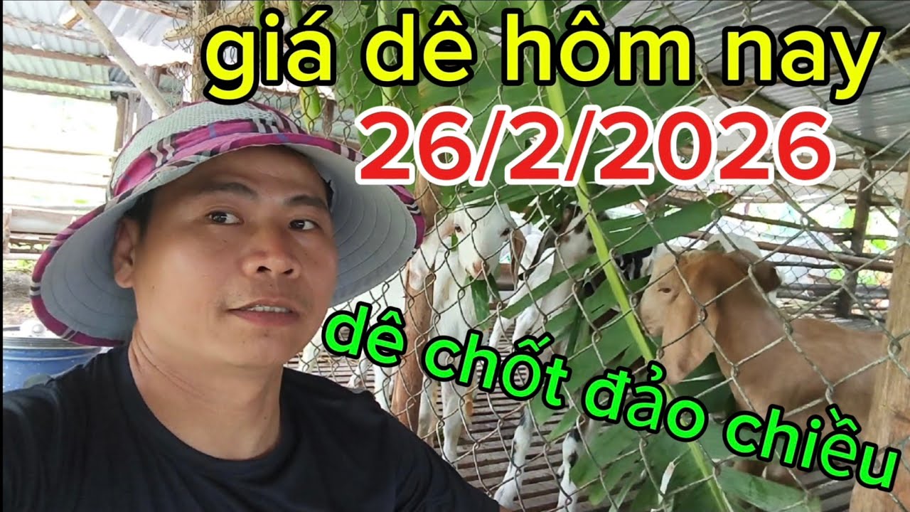 Gi&aacute; d&ecirc; mới nhất h&ocirc;m nay thịt tăng mạnh, d&ecirc; chốt đảo chiều 